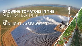 Growing food in the Australian desert with sunlight and seawater  the Sundrop Farms project [upl. by Dituri425]