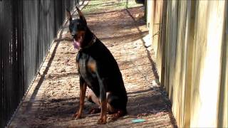 Doberman Running Jumping and Exercising [upl. by Dolley]