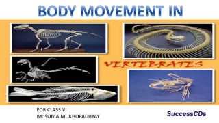 Movement in vertebrates  CBSE Class VI Science Lesson NCERT [upl. by Nivrac]