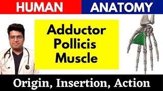 Adductor Pollicis Muscle  Origin Insertion amp Innervation Human Anatomy in Eng amp Hindi healwithdr [upl. by Ellennahs]