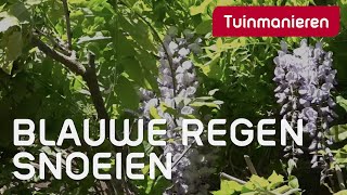 Blauwe regen snoeien hoe doe je dat  Tuinmanieren [upl. by Nehte]