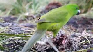 Antipodes Parakeet  Antipodes Island NZ [upl. by Aitam]