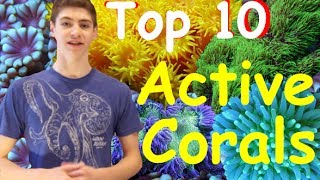 Top 10 Most Active Corals for Reef Tanks [upl. by Horodko]