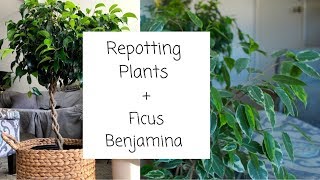 Repotting Plants  Ficus Benjamina [upl. by Hartnett]