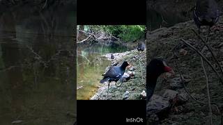 3 Gallinules  poules deau [upl. by Attolrahc]