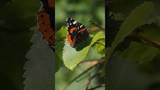 motyl rusałka admirał Vanessa Atalanta Red admiral butterfly 🦋 [upl. by Eelac]