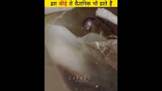 वैज्ञानिक भी डरते हैं इस कीड़े से shorts short [upl. by Consolata]