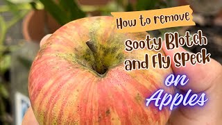 How to easily remove Sooty Blotch and Fly Speck on Apples [upl. by Scottie132]