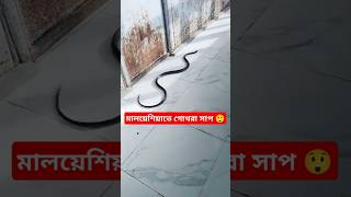 গোখরা সাপটি বাসায় ঢুকে পড়েছে কামড় দেওয়ার জন্য 😲 [upl. by Hayalat312]