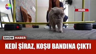 Şişman kedi sporla zayıfladı [upl. by Opportuna]