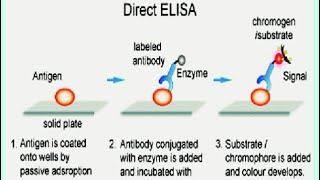 DIRECT AND INDIRECT ELISA  Enzyme linked Immunosorbent Assay [upl. by Wadesworth]