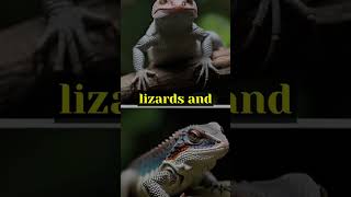 Secrets of Squamates Exploring the World of Lizards and Snakes Reptiles Squamata AnimalFacts [upl. by Negriv542]