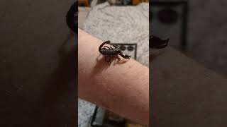 Juvenile Heterometrus spinifer Asian Forest Scorpion 🦂👑 scorpion fast cute pets beautiful [upl. by Laurita]