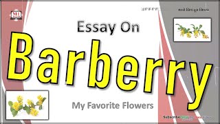 Barberry Flower  Essay On Barberry Flower  My Favorite Flower Barberry  Barberry Benefits [upl. by Blas]