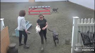 Arena Brekkies Blues Elwood sister Piper then Jake DonnaC Emeline 5192024 exploreorg [upl. by Rehpotisrhc]