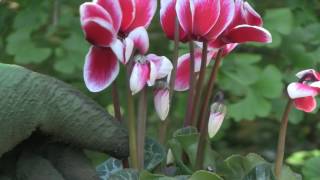 Cyclamen Plant Care  Indoor Growing Conditions [upl. by Llenyl]