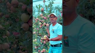 ইতালির আপেল বাগান jabedekram italyprobashi italy Bangladesh farming fruit foryou funny [upl. by Aniteb]