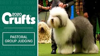 Pastoral Group Judging  Crufts 2020 [upl. by Thaxter]