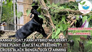 Aamar Goat Farm Hybrid Mulberry Tree Plant Leaf Stall Feeding F1 Cross Black Bengal Goat Farming [upl. by Micah]