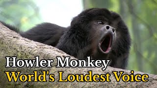 Howler Monkey Howling Compilation  Sounds of Howler Monkey Howling  Alouatta Sound [upl. by Tegirb335]