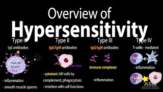 Hypersensitivity Overview of the 4 Types Animation [upl. by Japeth209]