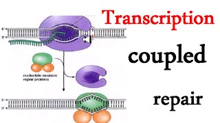 Transcription coupled repair [upl. by Hokanson]