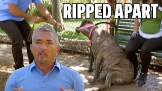 Teaching Dog Park Etiquette To An Aggressive Bulldog  Cesar 911 Season 1 Ep 4  Part 2 [upl. by Delgado867]