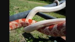 Corn Snakes Playing On Their Outdoor Jungle Gym [upl. by Loring973]