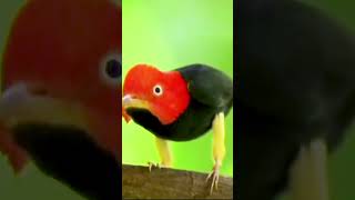 Moon Walking Manakin Bird dancing like Michael Jackson [upl. by Enovahs139]