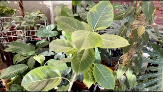 Lemon Lime  Ficus Altissima Variegata Propagation  Air Layering [upl. by Gnivre]