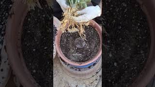 Repotting Adenium Long Root love rosadodeserto adenium bonsai bonsaiart desertrose bonsaitree [upl. by Cain]