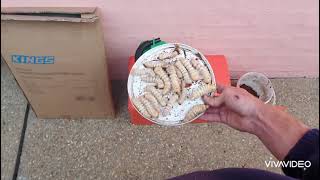 Preserving Witchetty Grubs For Fishing Bait [upl. by Annaul]