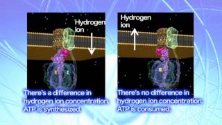 The regulatory mechanisms of ATP synthase [upl. by Monson698]