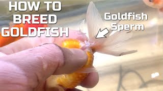 How To Breed Goldfish  Hand Spawning Fancy Goldfish [upl. by Oilime714]