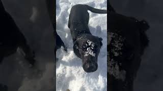 Billy loves the snow labrador labradordogtraining [upl. by Xenos]