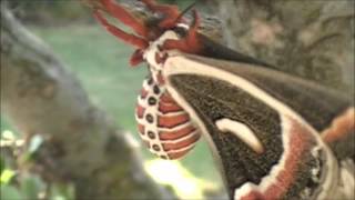 Hyalophora Cecropia wmv [upl. by Greenberg]