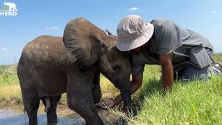 Relaxing Mud Baths with Baby Bull Elephant Phabeni 🐘 [upl. by Bondy]