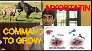 Myostatin  how to reduce Myostatin  What can you do to Increase Muscle Growth [upl. by Nnairahs]