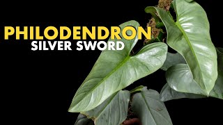 🌱 CUIDANDO PLANTAS Philodendron Silver Sword Llevalos a otro nivel philodendron plantas [upl. by Cuthbertson359]