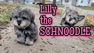 SCHNOODLE puppy [upl. by Enila576]