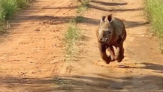 The Most Excited Baby Rhino Ever [upl. by Nilrak350]