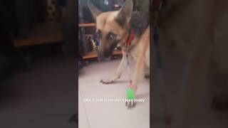 Lyca Wanna Leave HOUSE😂 trending nellore telugu funny dog pets shortsfeed viralshorts [upl. by Ahsile]