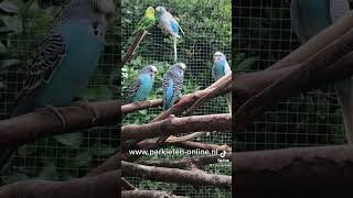 Parkieten geluiden – Parakeet sounds – Lovebird sounds – Budgie sounds Budgerigar sounds [upl. by Tye190]