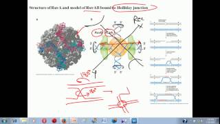 Genetic recombination lecture 1  homologous recombination [upl. by Doralyn421]