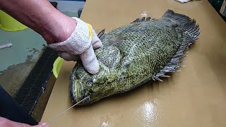 Japanese Slaughter Method For Tastier Fish Ike Jime  Watch Ikejime Method [upl. by Ynohtna]