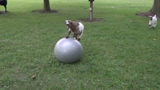 Baby Goat Loves Ball [upl. by Gide]