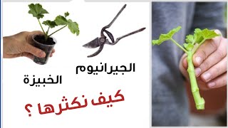 هكذا يمكن اكثار جيرانيوم أو الخبيزة او الجارونيا المدادة geranium cuttings [upl. by Harve]