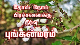 புங்கை மரம் பயன்கள்  Pongamia Tree in Tamil [upl. by Kathleen243]