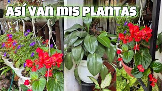 🤩MIS PLANTAS Aactualización de como están y TENGO LA CARA INCHADALiliana Muñoz [upl. by Kirshbaum]