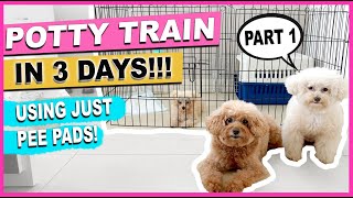 HOW TO POTTY TRAIN YOUR NEW PUPPY QUICKLY Part 1 The Complete Process The Poodle Mom [upl. by Kissee569]